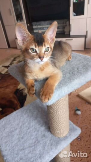 Абиссинская