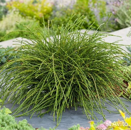 Туя Випкорд, Тсуга Джедделох