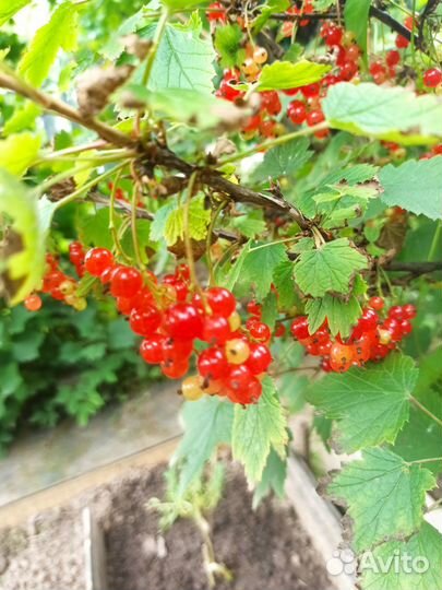 Ягодные кустарники