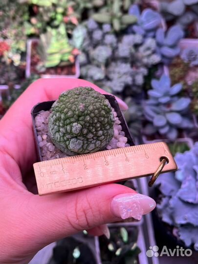 Pseudolithos cubiformis /migiurtinus / псевдолитос