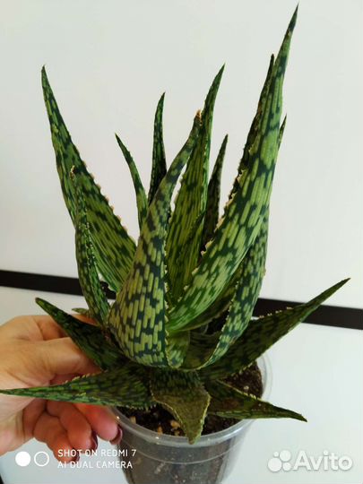 Суккуленты