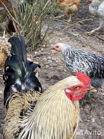 Петух куры