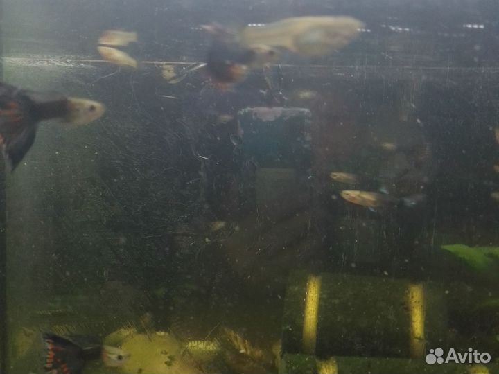 Аквариумные рыбки гуппи