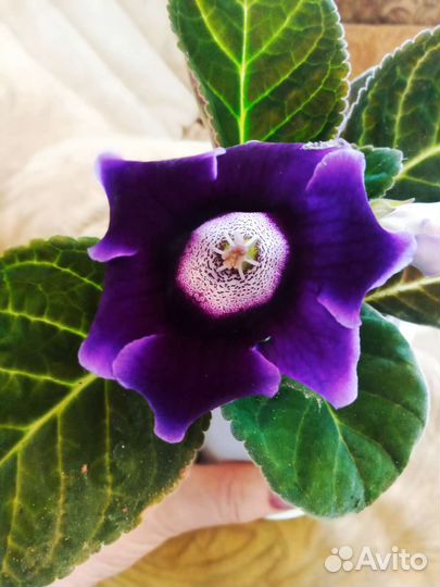 Глоксинии махровые цветущие