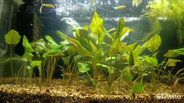 Аквариумные растения 16 видов
