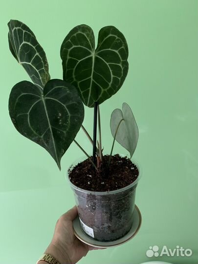 Антуриум кларинервиум