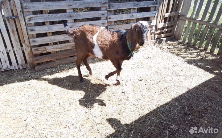 Нубийские козы