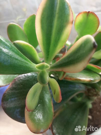 Красула Рубра денежное дерево 1500