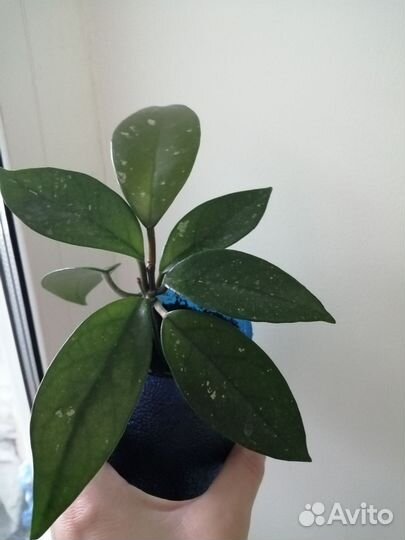 Хойя карноза