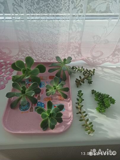 Срезы суккулентов