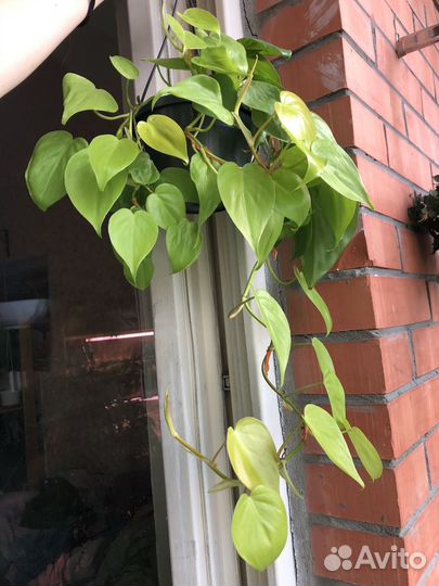 Филодендрон лемон лайм
