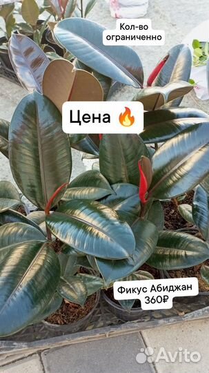 Фикус Абиджан, Белиз