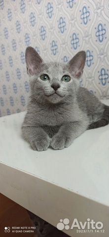 Котята русской голубой объявление продам