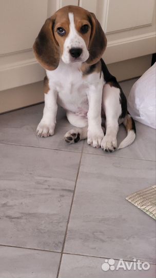 Девочка бигль, Джесси