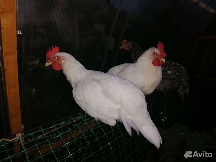 Куры петухи