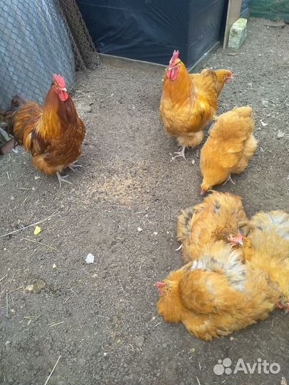 Куры Орпингтон инкуб.яйцо