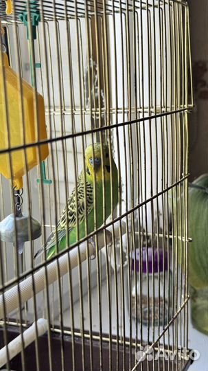 Волнистый попугай с клеткой