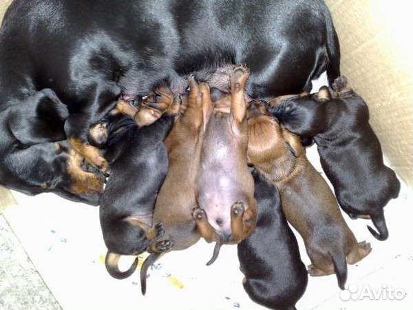 Щенки добермана 1. Рождение щенка таксы. Рождение щенка таксы. Рождение щенка таксы. Только рожденные щенки таксы.