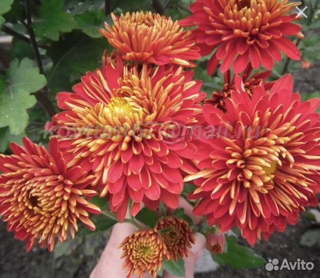 Хризантема корейская шапка мономаха