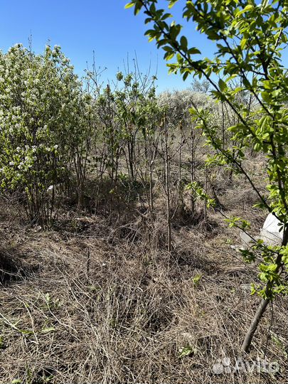 Саженцы каштана