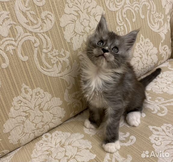 Котята мэйн кун