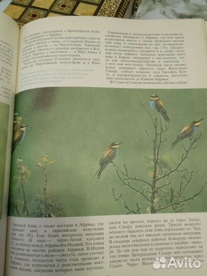 Кай Карри-Линдал Птицы над сушей и морем