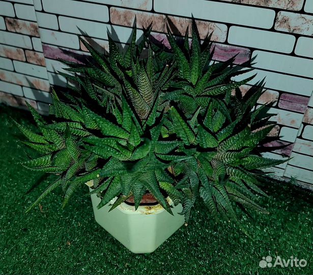 Кактусы и суккуленты