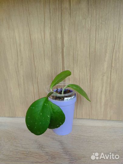 Сортовая хойя, укорененые черенки