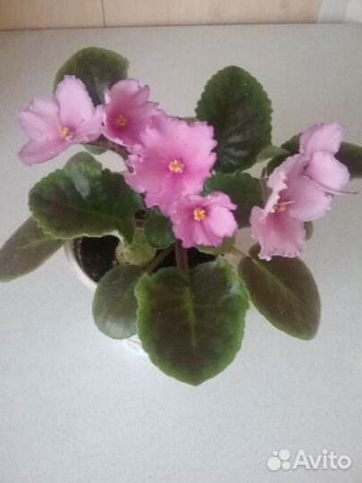 Фиалка Сияющий ореол