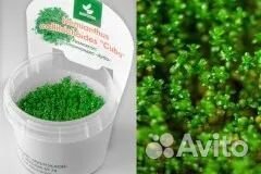 Меристемные растения