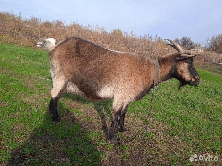 Дойные козы и козëл