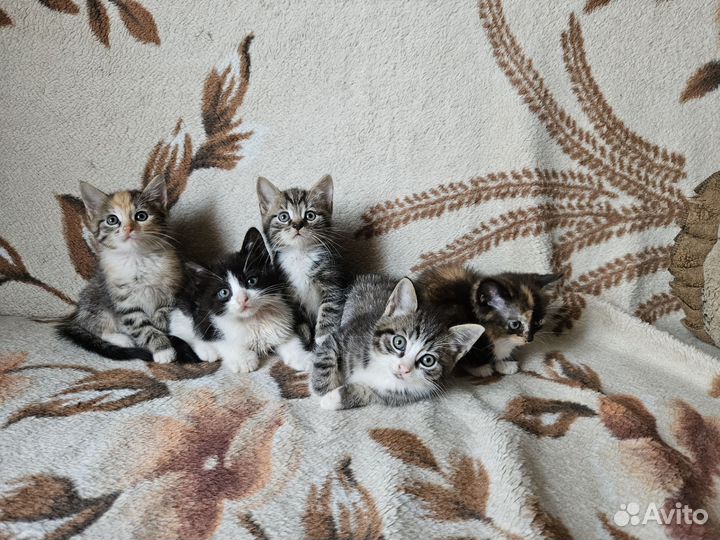 Отдам пушистых котят в добрые руки