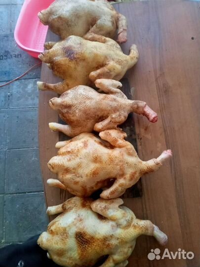 Мясо,цыплят бройлеров и индейки домашнее