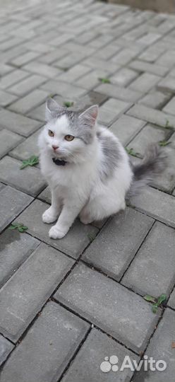 Отдам кошечку