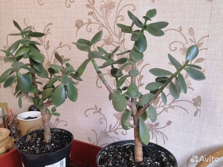 Толстянка, денежное дерево