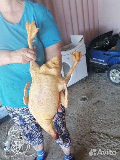 Утята суточные и подрост