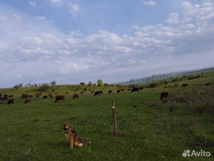 Стадо крупно- рогатого скота