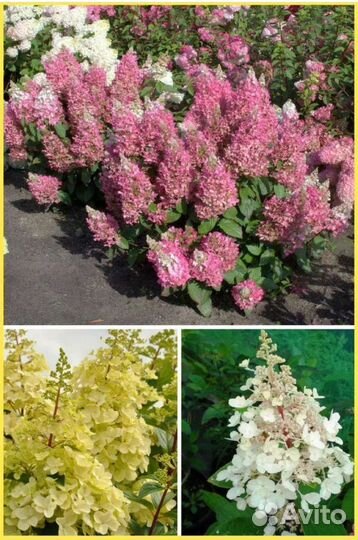 Гортензия метельчатая 