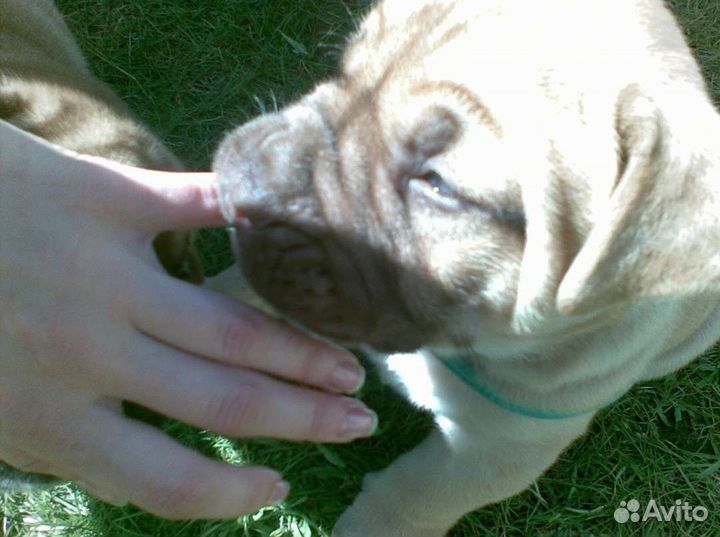 Передержка собак. Догситтер