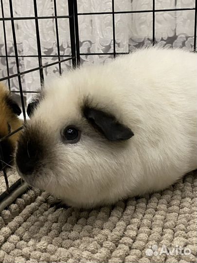 Морские свинки тедди