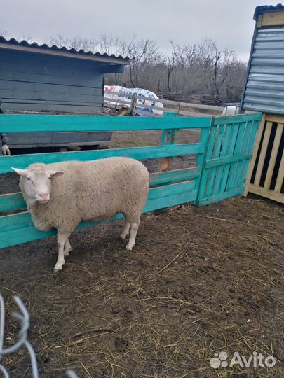 Баран тексель