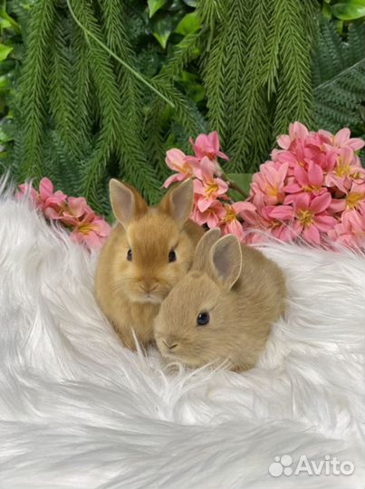 Беличьи кролики