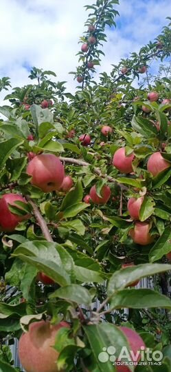 Яблоки и чернослив домашние 50р за 1кг