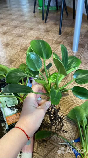 Филодендрон