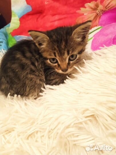 Найдены котята