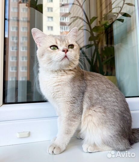 Юная британская кошка Плюша в добрые руки