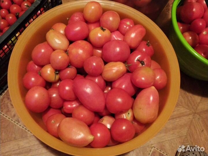 Саженцы ежевики