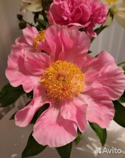 Пионы сортовые