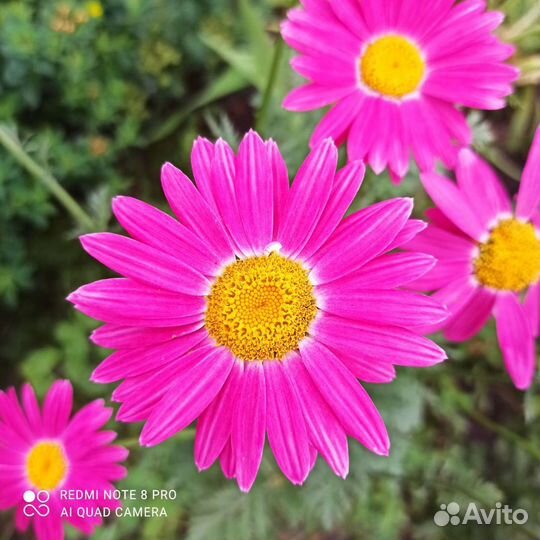 Пиретрум,Ромашка, Колокольчик, Гортензия,Вербейник