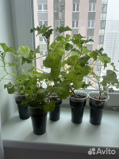 Герань пеларгония